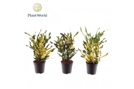 Codiaeum variegatum Croton Pictum kopstek 7 cm 2 pp