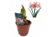 Hippeastrum Hippeastrum Doublet dubbelbloemig 2 tak/plnt 