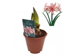 Hippeastrum Hippeastrum Doublet dubbelbloemig 2 tak/plnt