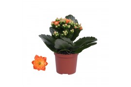 Kalanchoe rosalina don pedro oranje, Zonder hoes