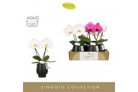 Phalaenopsis mix Singolo & Co Mix in Abruzzo Black Aquo 2 bl. 1 tak/pl
