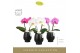 Phalaenopsis mix Singolo & Co Mix in Abruzzo Black Aquo 2 bl. 1 tak/pl 