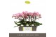 Phalaenopsis roze Tablo Cosmopolitan 2 spike25 bl. 2 tak/plnt 