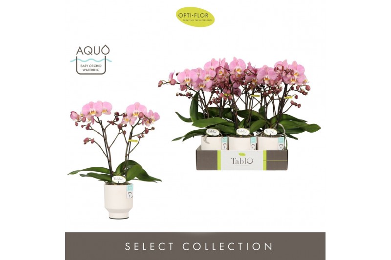 Phalaenopsis roze Tablo Cosmopolitan 2 spike in Emilia White Aquo 25 b 