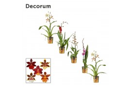 Cambria mix Cambria 1 tak mix (Decorum) 1 tak/plnt