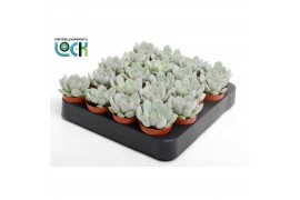 Echeveria zonder bloem Echeveria Secunda