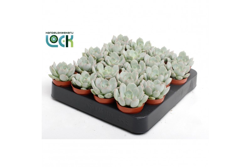 Echeveria zonder bloem Echeveria Secunda 