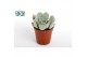 Echeveria zonder bloem Echeveria Secunda 
