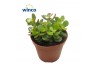 Crassula ovata minor Crassula Minor