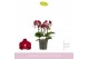 Phalaenopsis multiflora rood Boquetto Temptation 3-5 spike30 bl. 3 tak 