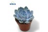 Echeveria Echeveria Snowbunnyoverige bl.