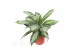 Aglaonema silver bay Aglaonema Silver Bay3 pp 