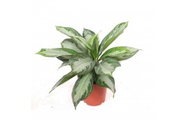 Aglaonema silver bay Aglaonema Silver Bay3 pp