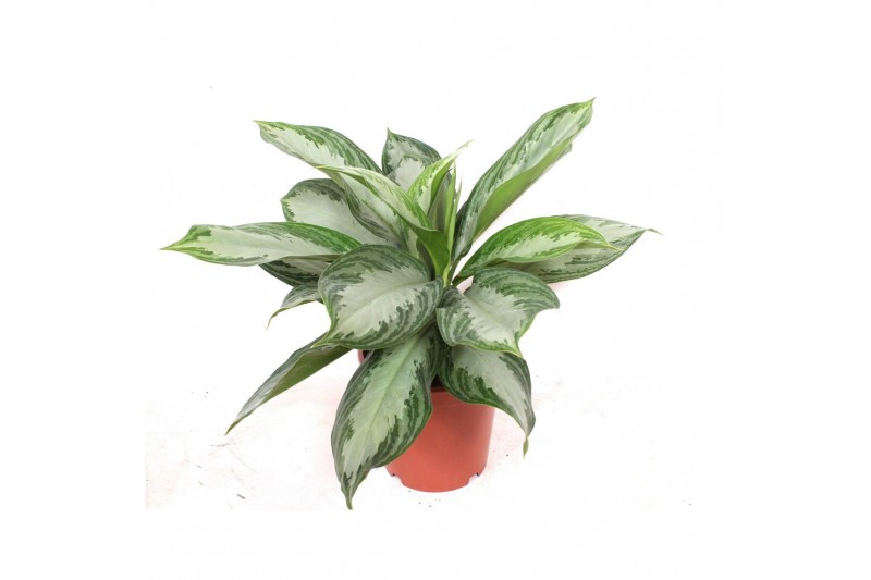 Aglaonema silver bay Aglaonema Silver Bay3 pp 