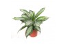 Aglaonema silver bay Aglaonema Silver Bay3 pp