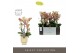 Phalaenopsis multiflora geel Exclusivo Pikachu 3 spike in Emilia Sand  