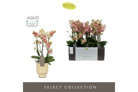 Phalaenopsis multiflora geel Exclusivo Pikachu 3 spike in Emilia Sand 