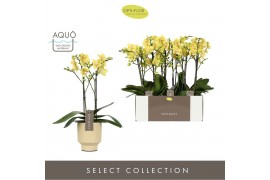 Phalaenopsis multiflora geel Optimost Hera 2 spike in Emilia Sand Aquo