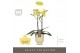 Phalaenopsis multiflora geel Optimost Hera 2 spike in Emilia Sand Aquo 