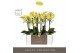 Phalaenopsis multiflora geel Optimost Hera 2 spike in Emilia Sand Aquo 