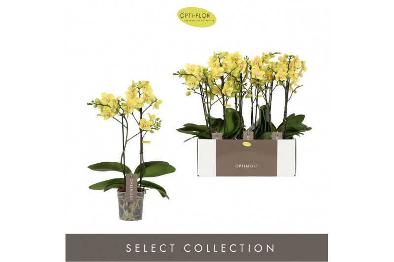 Phalaenopsis multiflora geel Optimost Hera 2 spike25 bl. 2 tak/plnt 50 