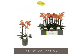 Phalaenopsis multiflora paprika Optimost Paprika 3 spike 35 bl. 3 tak/