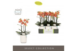 Phalaenopsis multiflora paprika Optimost Paprika 3 spike in Molise Whi