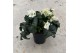Helleborus hgc ice n roses white HGC Helleborus Ice N Roses White100 b 
