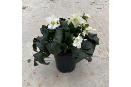 Helleborus hgc ice n roses white HGC Helleborus Ice N Roses White100 b