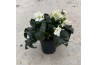 Helleborus hgc ice n roses white HGC Helleborus Ice N Roses White100 b