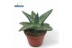 Gasteraloe aveo Aloe Aveo1 pp 