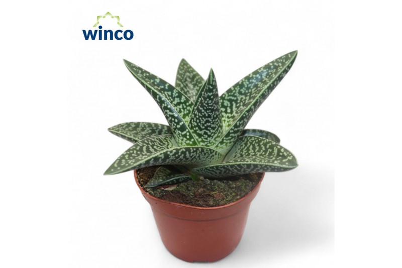 Gasteraloe aveo Aloe Aveo1 pp 