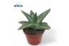 Gasteraloe aveo Aloe Aveo1 pp