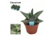 Gasteraloe aveo Aloe Aveo1 pp 