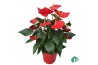 Anthurium andr. oklahoma Red
