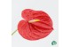 Anthurium andr. oklahoma Red 