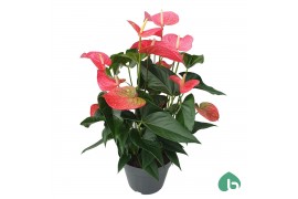 Anthurium andr. maine Pink