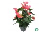 Anthurium andr. maine Pink