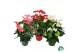 Anthurium andr. mix 