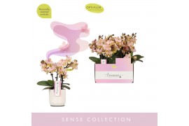 Phalaenopsis multiflora oranje Aromio Honey 3 spike in Lazio White 15 