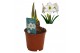 Hippeastrum Hippeastrum Picotee exclusief2 tak/plnt 