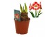 Hippeastrum Hippeastrum Samba exclusief2 tak/plnt 