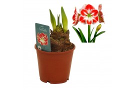 Hippeastrum Hippeastrum Samba exclusief2 tak/plnt
