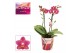 Phalaenopsis multiflora rood Phalaenopsis perfium Amorion - 2 tak - Sc 