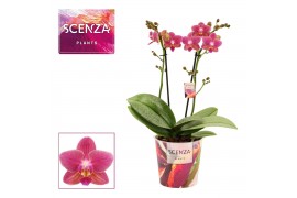 Phalaenopsis multiflora rood Phalaenopsis perfium Amorion - 2 tak - Sc