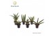 Sansevieria cylindrica Sansevieria luxe mix 7 cm 