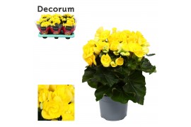 Begonia elatior du. rebecca geel Begonia rebecca geel 13cm Decorumpp