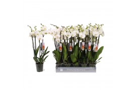 Phalaenopsis anthura madrid Phalaenopsis White, 4-spike 25+bl.  tak/pl