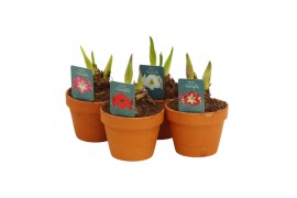 Hippeastrum Hippeastrum Mix terracotta 15cm2 tak/plnt
