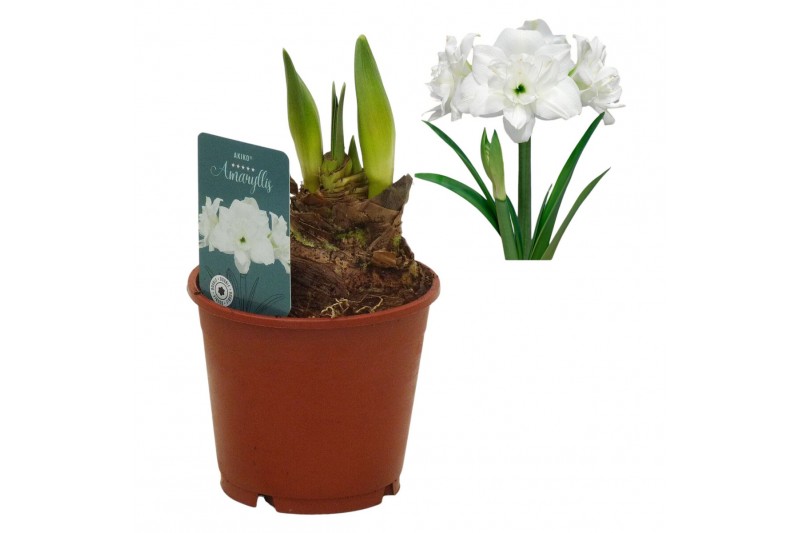 Hippeastrum Hippeastrum Akiko2 tak/plnt 